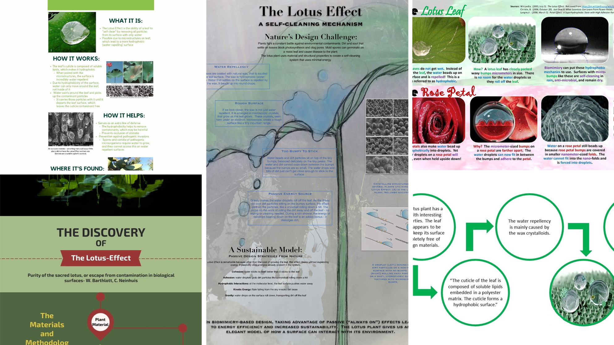 Biomimicry Foundations IGs